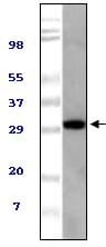 Mouse Monoclonal Antibody to Mouse TUG