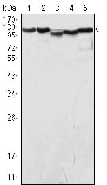 Mouse Monoclonal Antibody to LSD1/AOF2