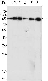 Mouse Monoclonal Antibody to Dynamin-1