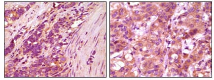 Mouse Monoclonal Antibody to Fibulin 5