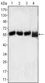 Mouse Monoclonal Antibody to Lck