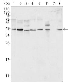 Mouse Monoclonal Antibody to ERK2
