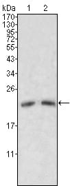 Mouse Monoclonal Antibody to ApoM
