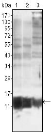Mouse Monoclonal Antibody to S100A10/P11