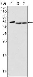 Mouse Monoclonal Antibody to PTK6