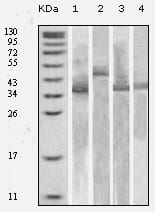 Mouse Monoclonal Antibody to Thioredoxin (TRX)