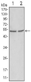 Mouse Monoclonal Antibody to GSK3 alpha