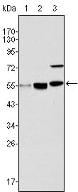 Mouse Monoclonal Antibody to MYST1