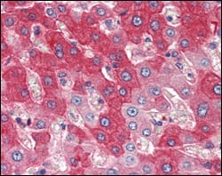 Mouse Monoclonal Antibody to FGFR4
