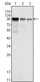 Mouse Monoclonal Antibody to FER
