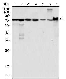 Mouse Monoclonal Antibody to LPP