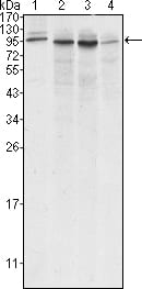 Mouse Monoclonal Antibody to Calnexin