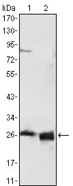 Mouse Monoclonal Antibody to APOA1
