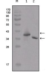 Mouse Monoclonal Antibody to Flag