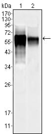 Mouse Monoclonal Antibody to MAPK10