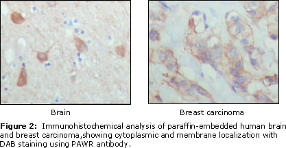 Mouse Monoclonal Antibody to PAR4