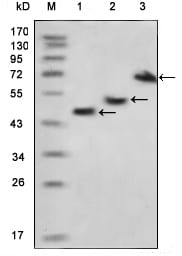 Mouse Monoclonal Antibody to MBP