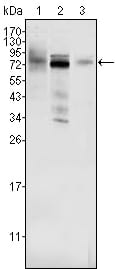 Mouse Monoclonal Antibody to MDM4