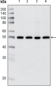 Mouse Monoclonal Antibody to HDAC3