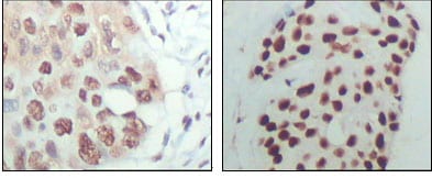 Mouse Monoclonal Antibody to HDAC3