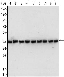 Mouse Monoclonal Antibody to beta-Actin