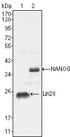 Mouse Monoclonal Antibody to LIN28