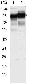 Mouse Monoclonal Antibody to CD44