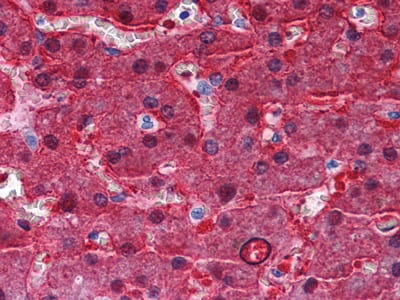 Mouse Monoclonal Antibody to BHMT