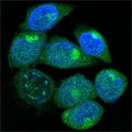 Mouse Monoclonal Antibody to PEG10