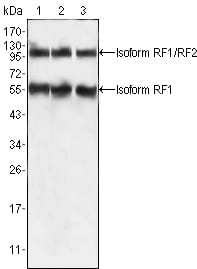 Mouse Monoclonal Antibody to PEG10