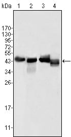Mouse Monoclonal Antibody to APOA4