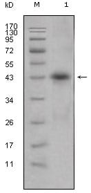Mouse Monoclonal Antibody to APOL1