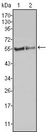 Mouse Monoclonal Antibody to FGR