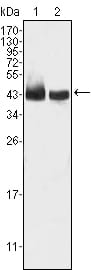 Mouse Monoclonal Antibody to KLF15