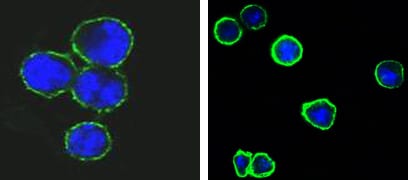 Mouse Monoclonal Antibody to CD37