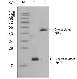 Mouse Monoclonal Antibody to ApoO