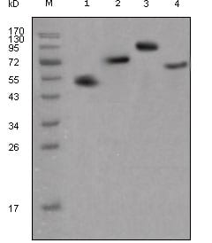 Mouse Monoclonal Antibody to human IgG(Fc Specific)