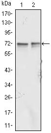 Mouse Monoclonal Antibody to FMR1