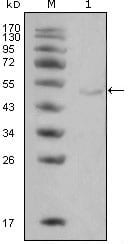Mouse Monoclonal Antibody to LPL