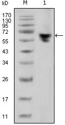 Mouse Monoclonal Antibody to human IgG (Fc Specific)
