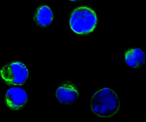 Mouse Monoclonal Antibody to CD80