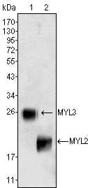 Mouse Monoclonal Antibody to MYL3