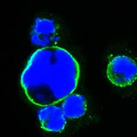 Mouse Monoclonal Antibody to ISL1