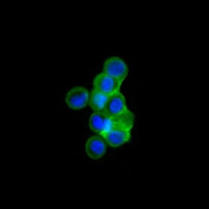 Mouse Monoclonal Antibody to ISL1