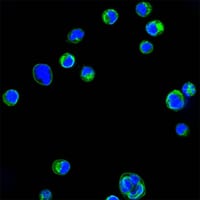 Mouse Monoclonal Antibody to CD18