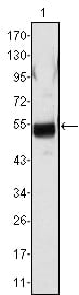 Mouse Monoclonal Antibody to FGB