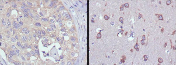Mouse Monoclonal Antibody to MPS1