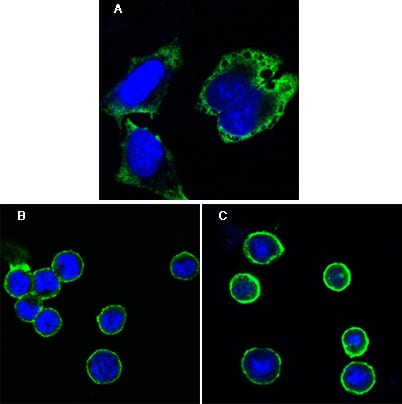 Mouse Monoclonal Antibody to MPS1