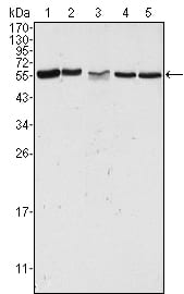 Mouse Monoclonal Antibody to PAK2