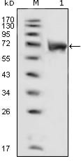 Mouse Monoclonal Antibody to FGFR1